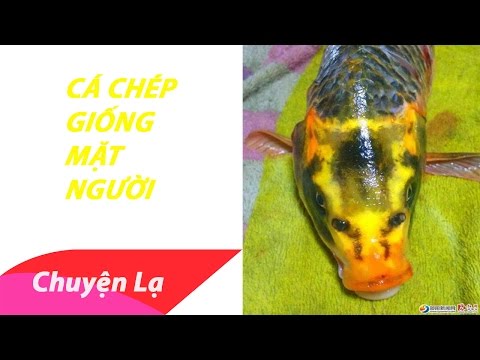 Chuyện lạ Thế