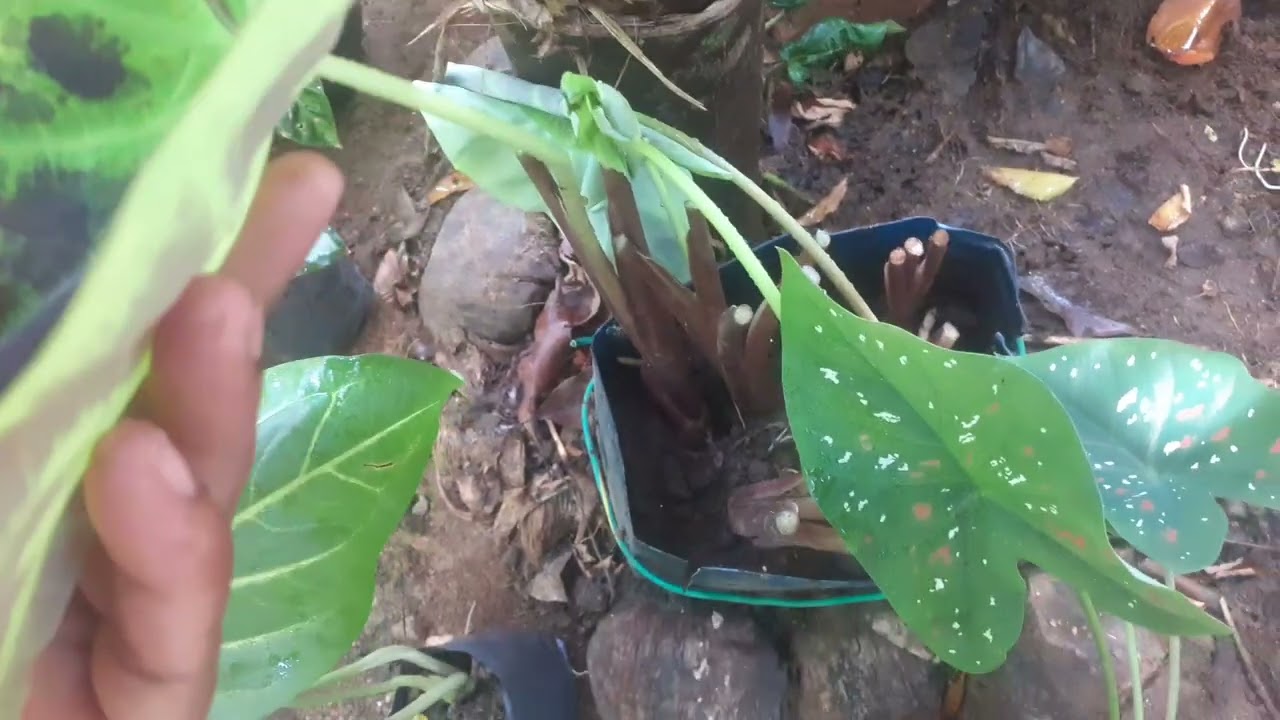 43 sell eka 077 5531854 masaj ekak danna#viral #gardeningplants #trending