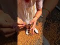 🌰 Premium Hazelnuts &amp; Pine Nuts | Fresh Harvest | Healthy