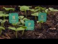Phosphorus: The Essential Element