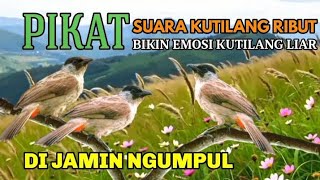 Suara pikat Burung kutilang ribut bikin kutilang liar pada ngumpul 