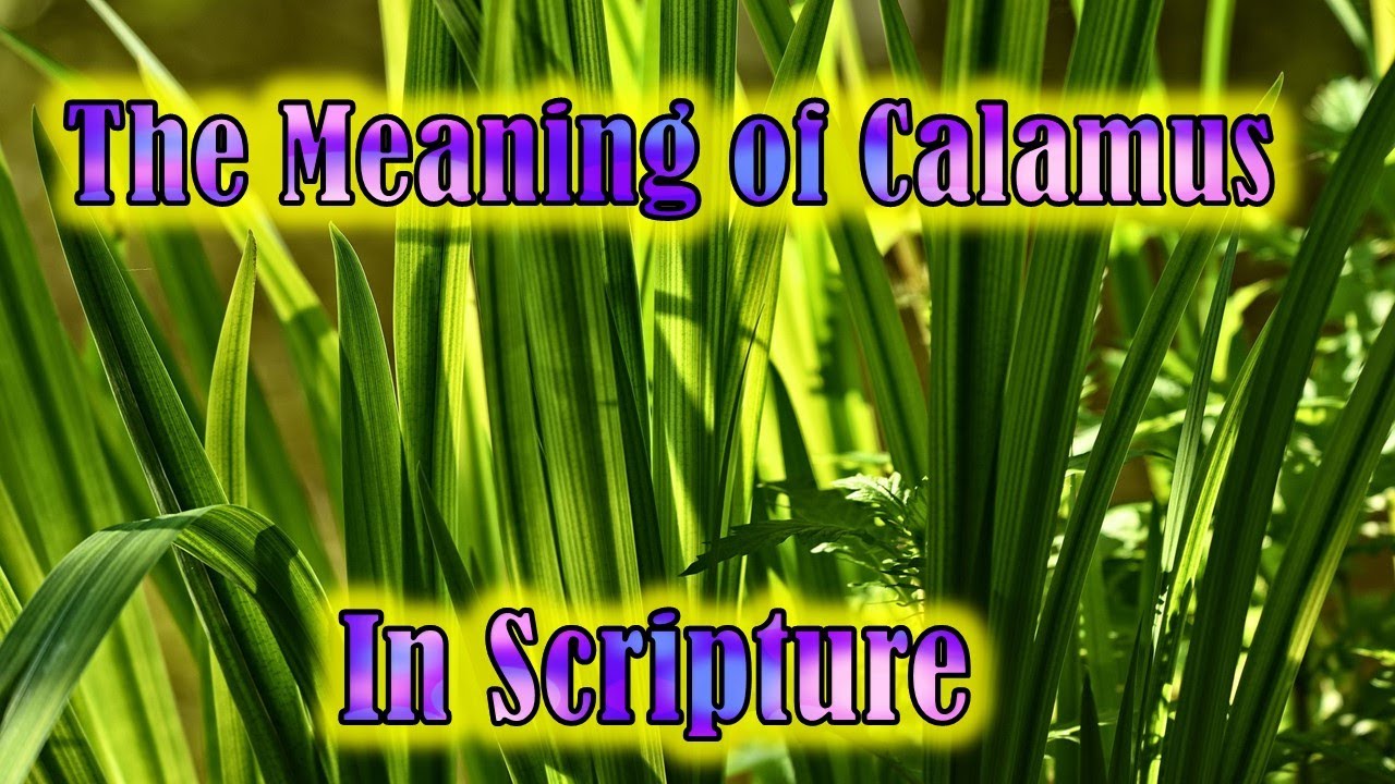 Calamus - YouTube