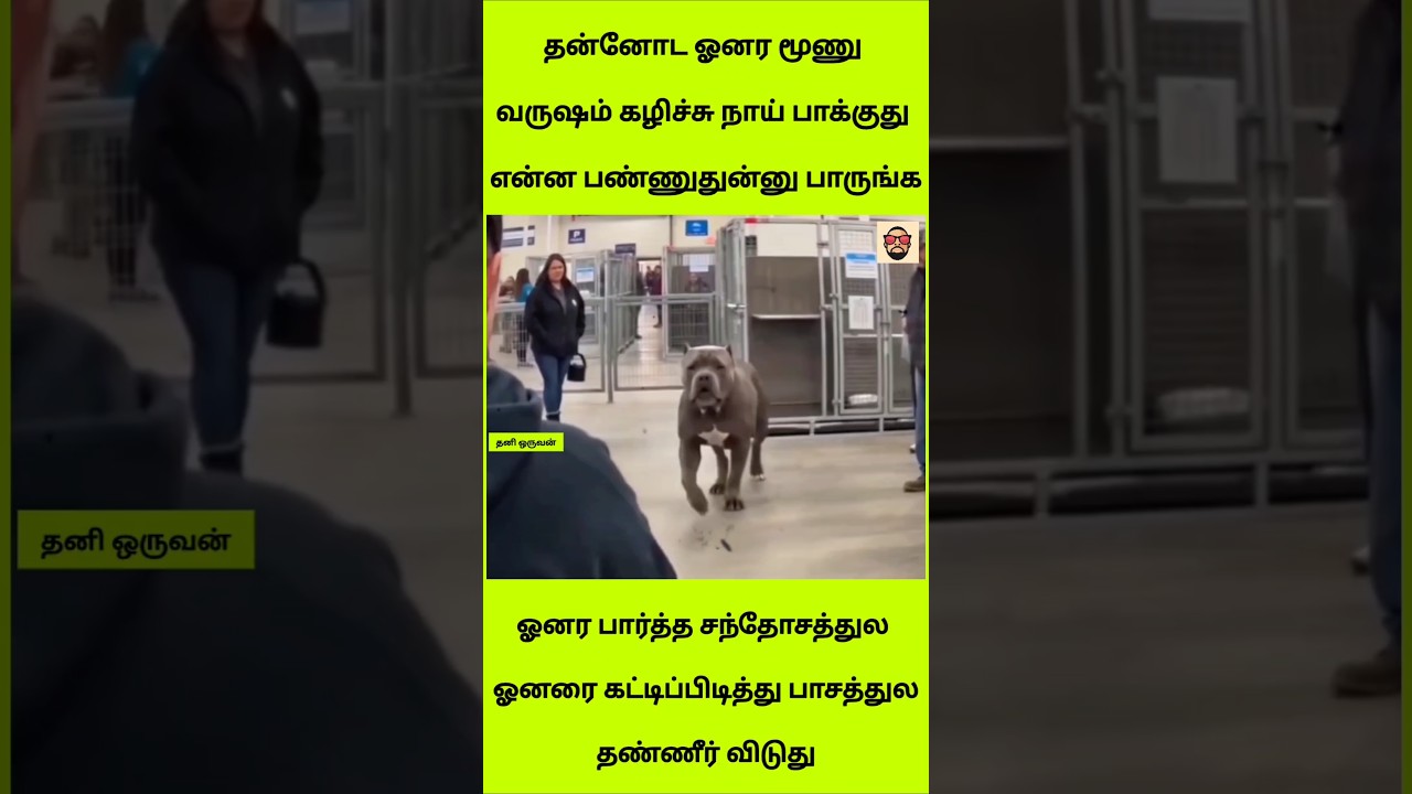 ​3 வருஷம் கழிச்சு ஓனரைப் பார்த்த நாய் பண்ணிய காரியம்! 🥺 Emotional Dog Love #shorts
