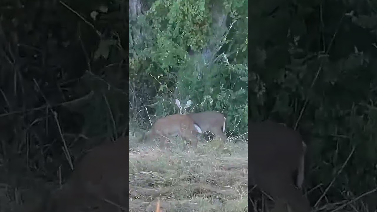 Master the Art of Forest Scouting for Hunting Success! 🌲🦌