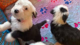 5 Old English Sheepdog Puppies at 7 weeks playing with Binky toys