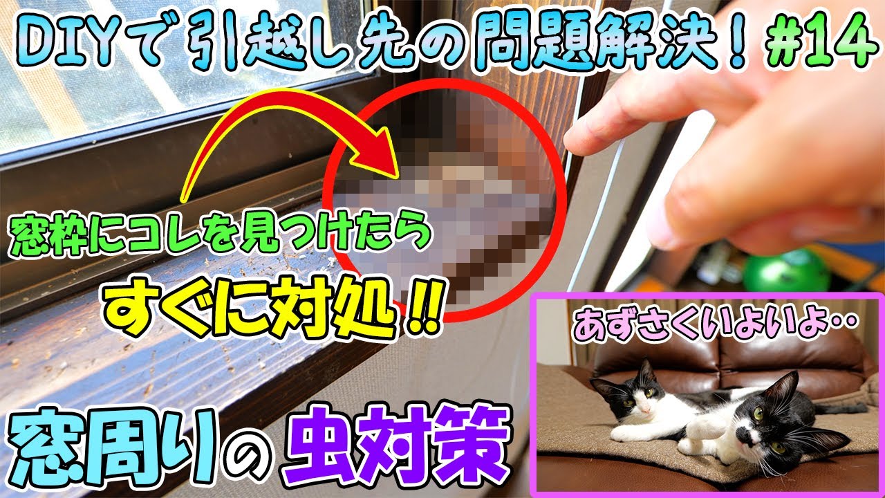 網戸を閉めても虫は入る！窓周り虫対策のチェックポイントと対処方法、すきま埋めグッズの種類や使い分けについての解説【概要欄に重要補足】【DIYで妻の引っ越し先の様々な問題を解決🔨＃14】