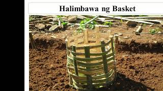 FAITH Gardening: A Vegetable Using Basket Composting Technique