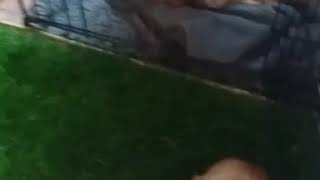 Housetraining Puppies Using A Fresh Grass Toilet