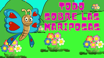 ¿Cómo saber si una mariposa es un niño o una niña?