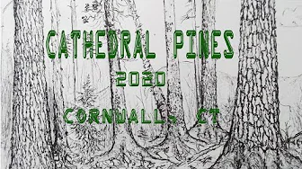 The Cathedral Pines of Cornwall, CT - 2020