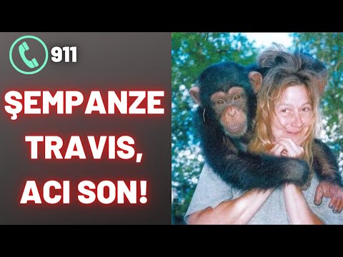 Unutulmayan Şempanze Travis vakası.