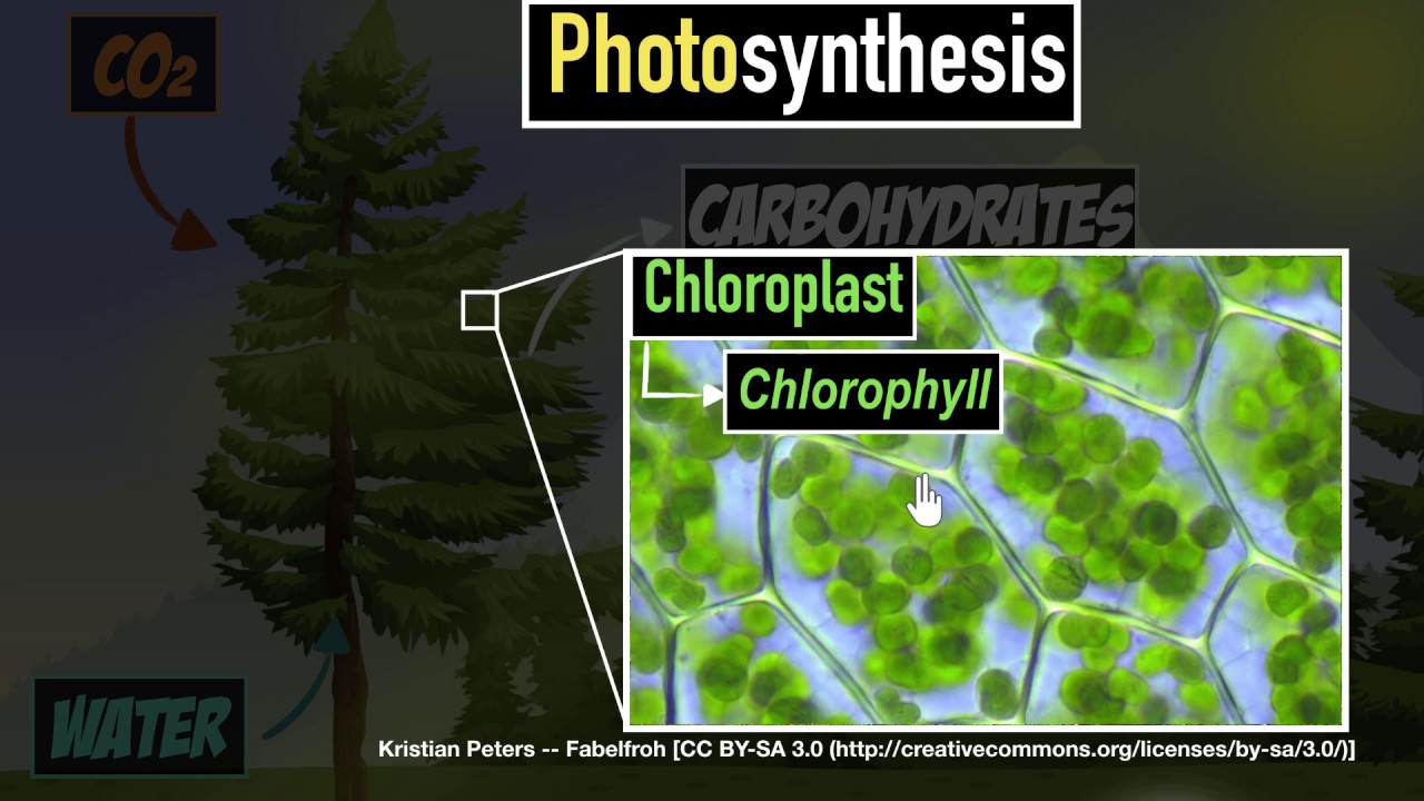 ⁣Photosynthesis | Life processes | Biology | Khan Academy