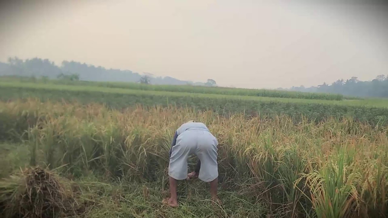 Traditional Harvest: Cutting Rice with a Simple Sickle _FarmersLife _Shorts