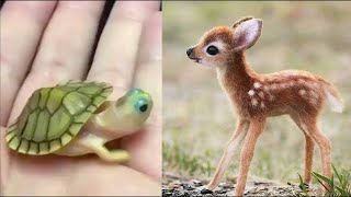 😍Las Mascotas Bebes mas Tiernas y Bonitas #2 | Cute Baby Pets 2