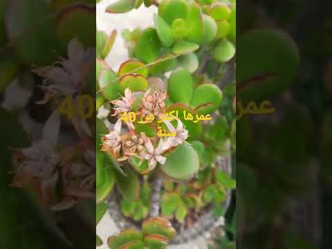 فيديو: نباتات منطقة الزهور البرية 7: نصائح لزراعة الزهور البرية في حدائق المنطقة 7