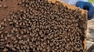 Bee Hive Inspection For The First Time Alone, Did They Swarm? 