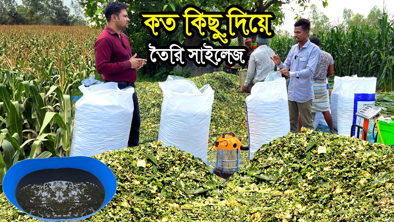 নতুন পদ্ধতিতে কত কিছু দিয়ে সাইলেজ তৈরি করছে আলিফ | ছাইলেজ তৈরি সবার থেকে আমারটা আলাদা #সাইলেজ