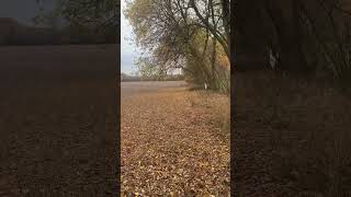 She’ll get there eventually #wildlife #nature #pheasant #birds #dog #dogs