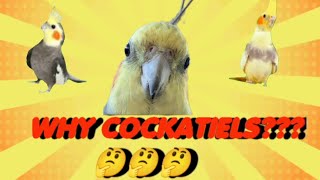 Why cockatiels ? Here are some reasons ❤