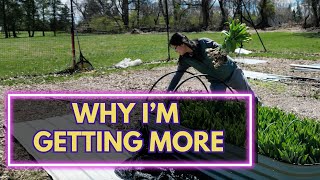 I spent $600 on raised beds 3yrs ago & it changed how I flower farm in the spring