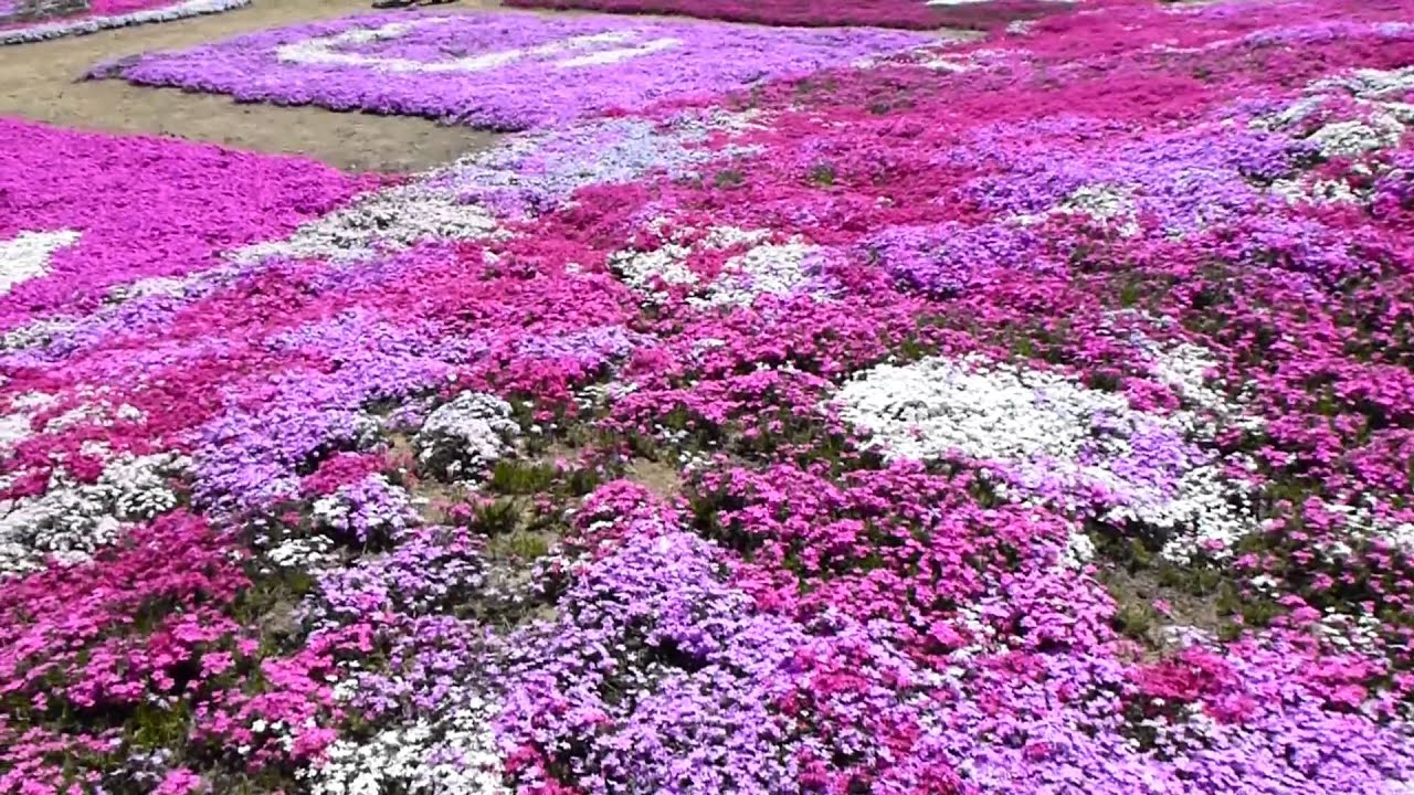 徳島で遊ぶ 曽江名の芝桜 Youtube 徳島で遊ぶ 曽江名の芝桜 Youtube