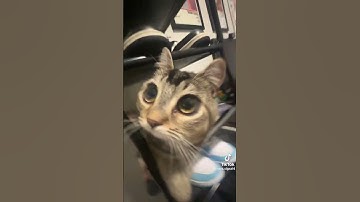 Thumbnail of #cute #cat #pet #animals #animal #music #song #funny #blowup #foryou #fy #fyp #fyp #foryoupage #feed