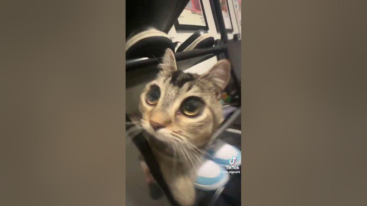 #cute #cat #pet #animals #animal #music #song #funny #blowup #foryou #fy #fyp #fyp #foryoupage #feed