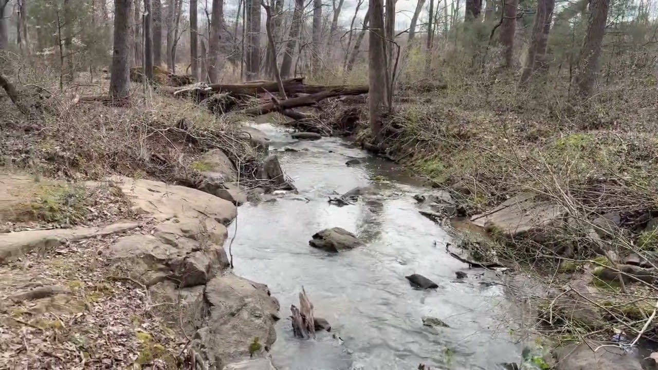 Prison Run Trail Basset Hound Hike - Adventures of Murphy & Watson - North Carolina