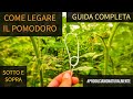 Legare Pomodoro in verticale sotto e sopra