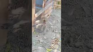 Download Lagu Entah apa yang merasukimu versi Monyet goyang MP3