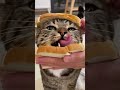 Cute Funny Cats ❤️ Cats with Eat 🍖 Baby Cats 🐱 #котики #веселыекоты #еда