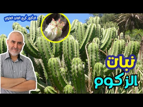 هل نبات الزكوم هو الدغموس وماهي فوائده الصحية مع الدكتور كريم العابد العوي
