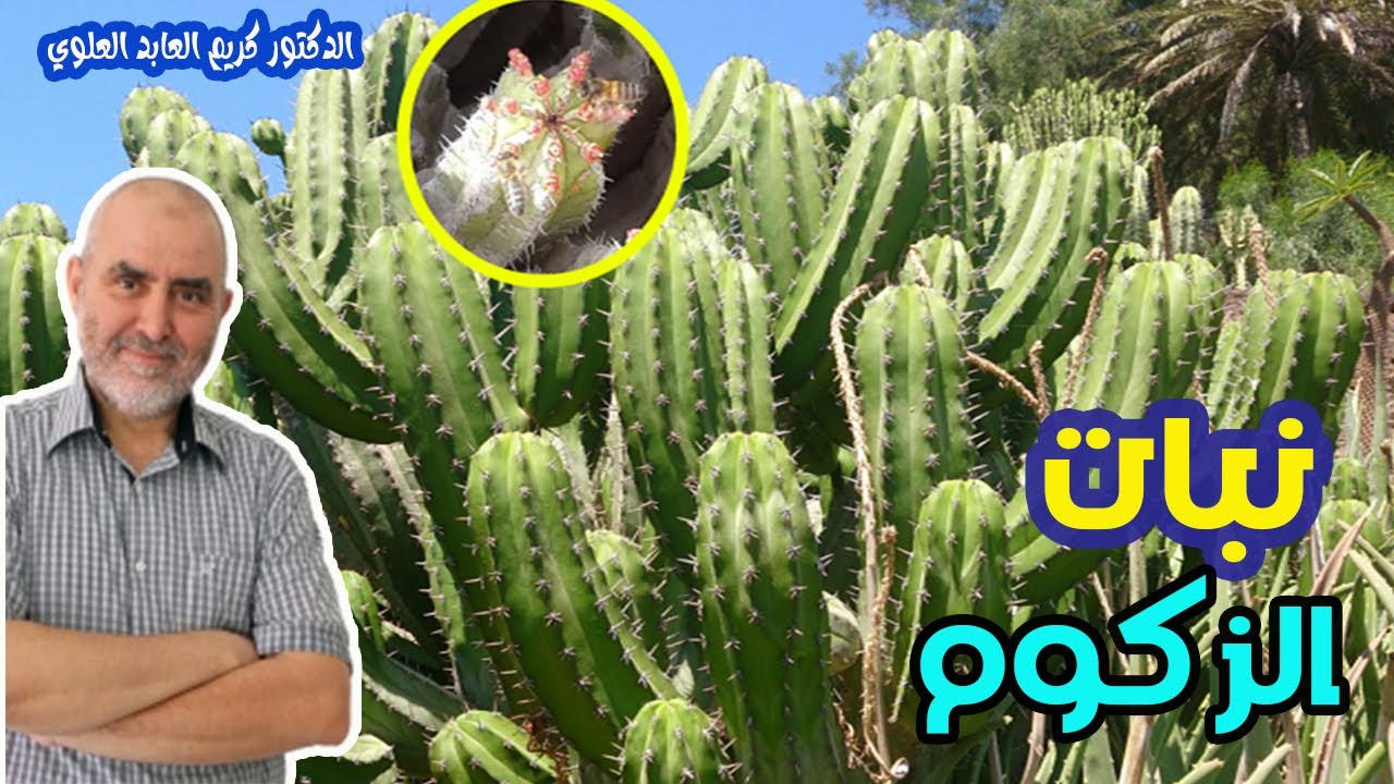 هل نبات الزكوم هو الدغموس ؟؟ وماهي فوائده الصحية  مع الدكتور كريم العابد العوي