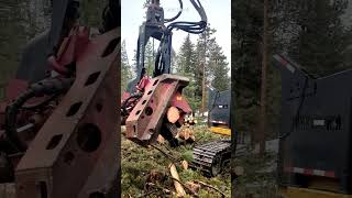 Watch Waratah Work | Amazing Forestry Machines | Repair Video Is Coming Up!