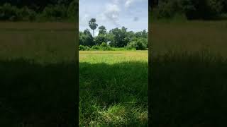 our village jungle natural