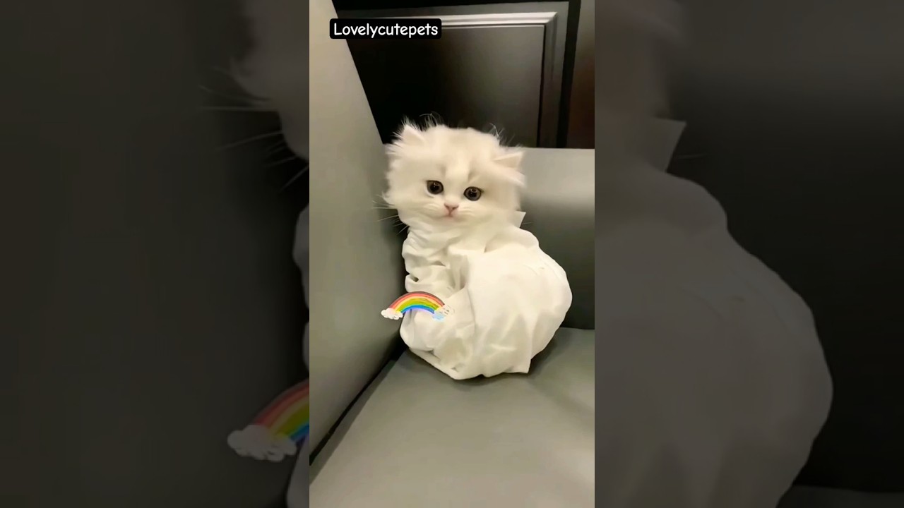 pretty cute kittens 🥰😻 