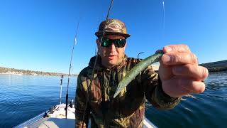 Fishing Hookup Baits on San Diego Bay 11/27/21