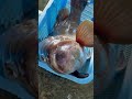 一匹100万円??その魚とは・・