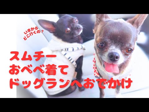 スムースチワワ多頭飼い ドッグランへおでかけしました