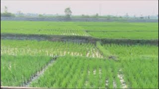 MUEL CHAN sedang live sekarang!