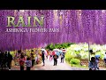 The Graceful Rain and the Blooming Wisteria Flowers,　恵みの雨と満開の藤の花. #wisteria #あしかがフラワーパーク