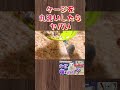 嫌われる原因と仲直りの手順を本編で解説中！ #ハムスター #hamster#かわいい