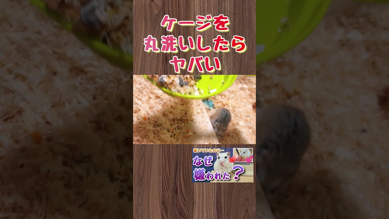 嫌われる原因と仲直りの手順を本編で解説中！ #ハムスター #hamster#かわいい