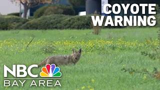 Aggressive coyotes reported in Redwood City