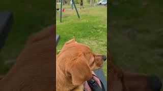 Jrt Chihuahua doesn't like strangers 😂 #puppy #jackchi #chihuahua