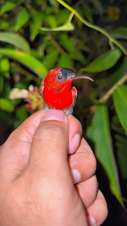 It's so exciting to get a beautiful bird at night!!! #bird #shorts #viral