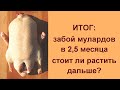 Выращивание и забой мулардов в 2,5 месяцев 💥 ИТОГИ