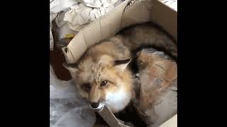 A Fox in a box!