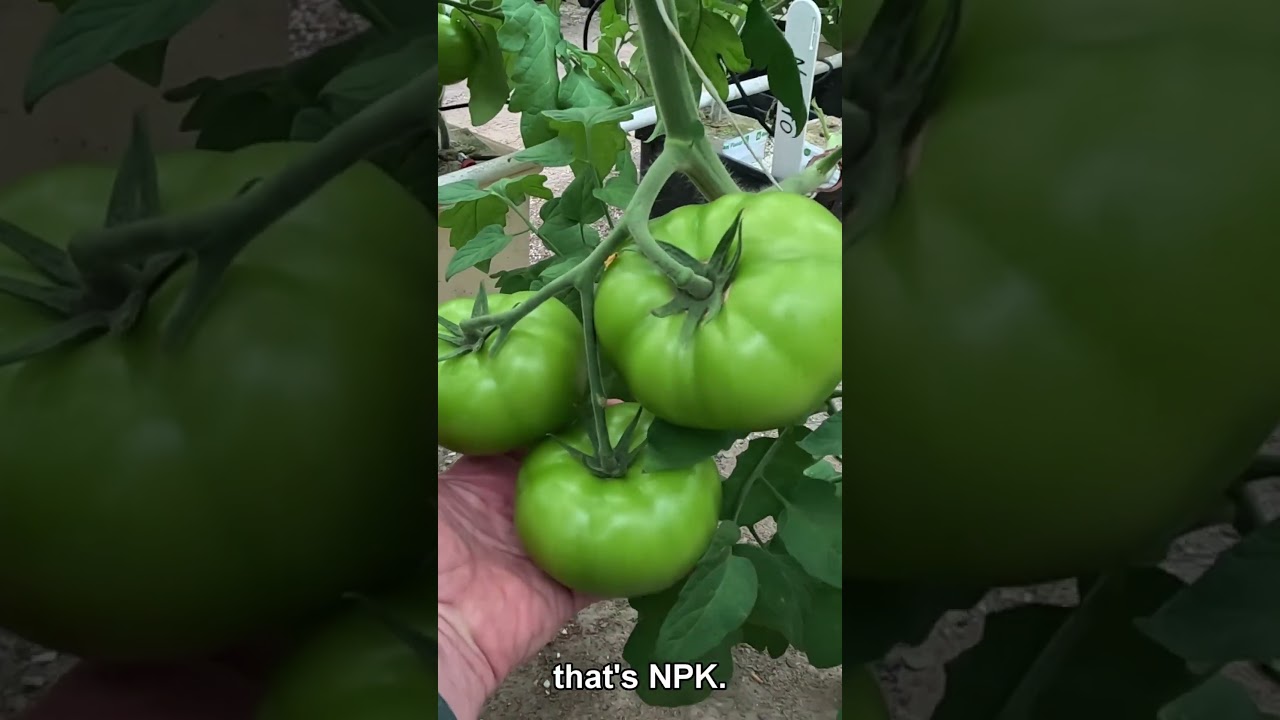 Fertilize Tomatoes Like a Pro! (Expert Advice) 🌿🍅 #TomatoTips #Shorts