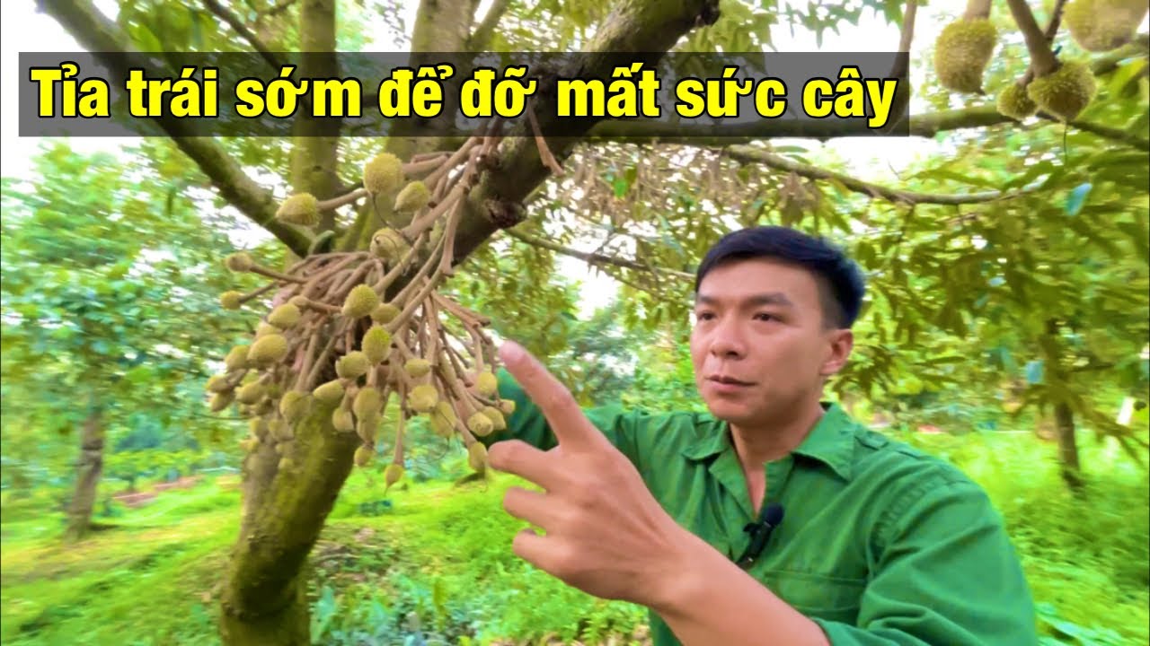 Tỉa Trái Sầu Riêng Giai Đoạn Đậu Trái | Thịnh Sầu Riêng